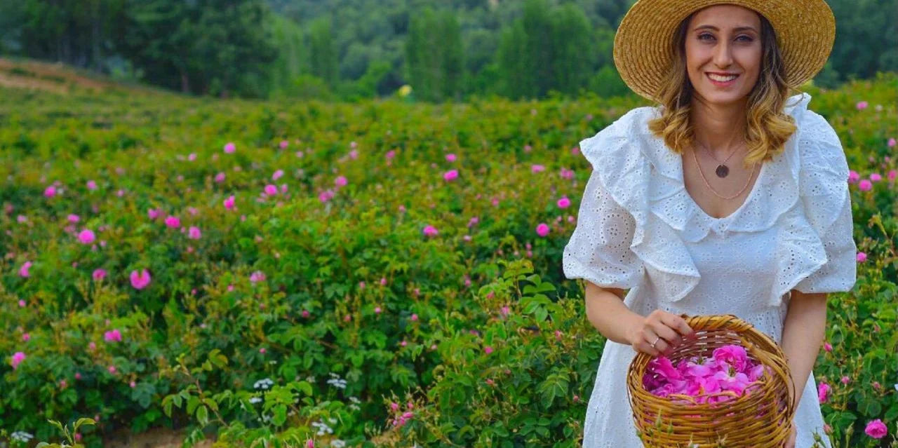 Isparta Gülü - Rosa Damascena