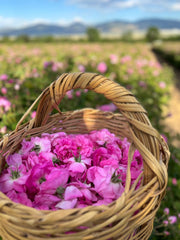 Taze Hasat Yağlık Gül Rosa Damascena | Isparta’nın Kalbinden (Ön Sipariş - Sınırlı Stok) - Ücretsiz Kargo Ödeme Adımında Uygulanacak