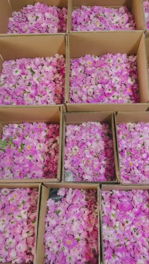 Videoyu yükle: Taze Hasat Yağlık Gül Rosa Damascena | Isparta’nın Kalbinden (Ön Sipariş - Sınırlı Stok) - Ücretsiz Kargo Ödeme Adımında Uygulanacak