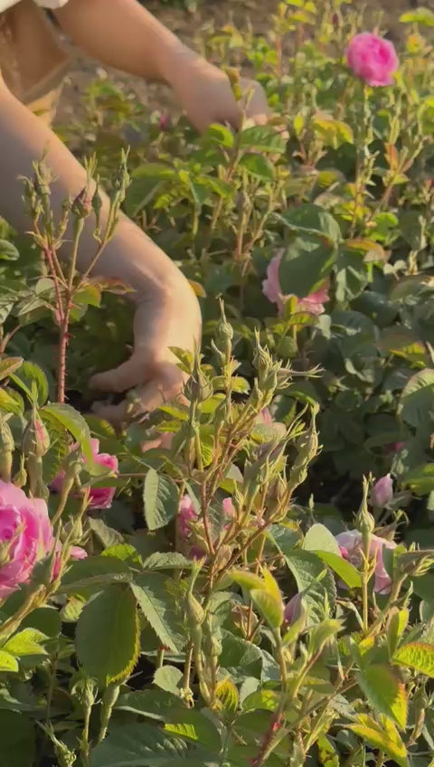 Videoyu yükle: Taze Hasat Yağlık Gül Rosa Damascena | Isparta’nın Kalbinden (Ön Sipariş - Sınırlı Stok) - Ücretsiz Kargo Ödeme Adımında Uygulanacak